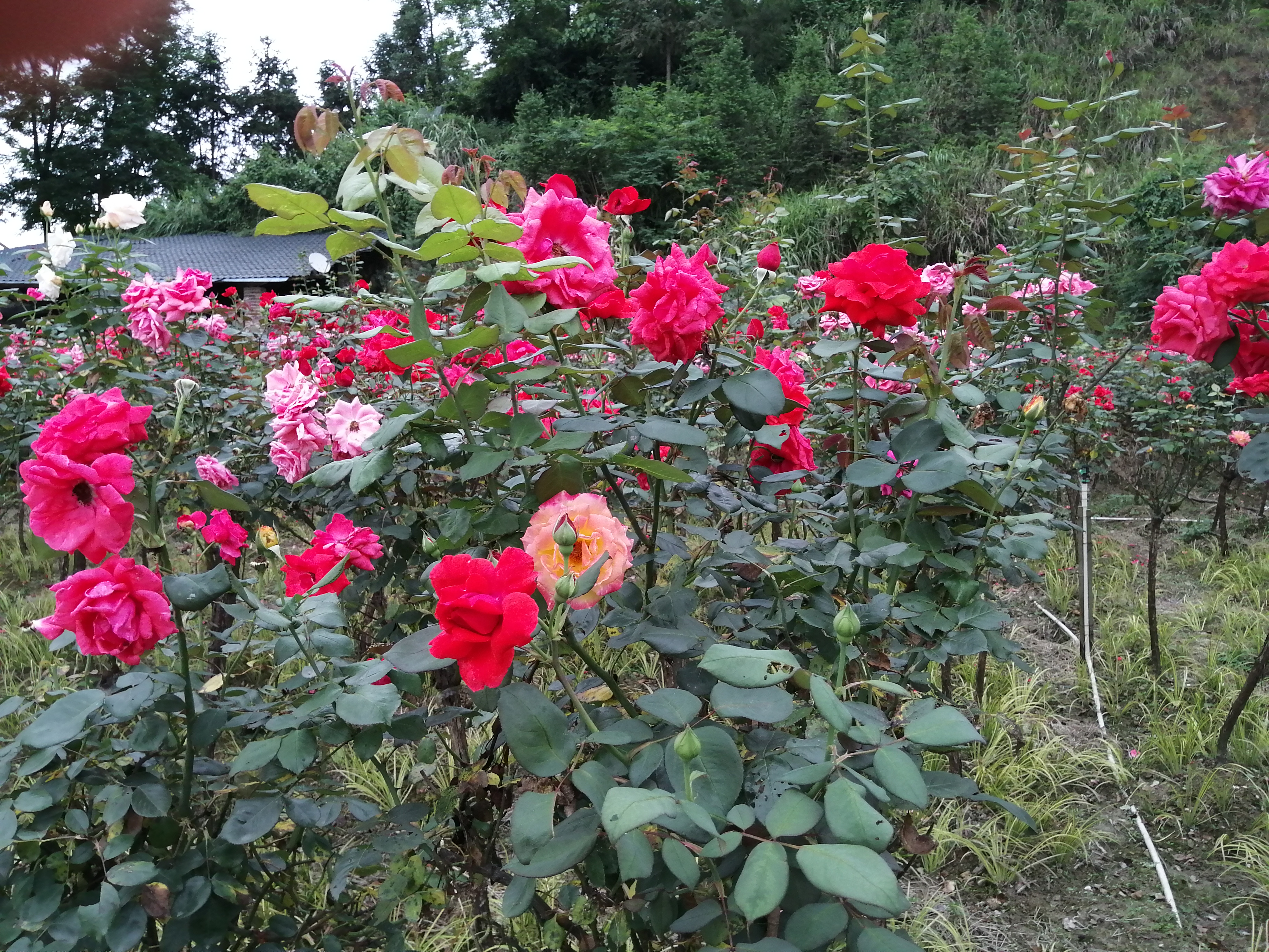 十大名贵月季经典月季,月季为什么被称为花后之王