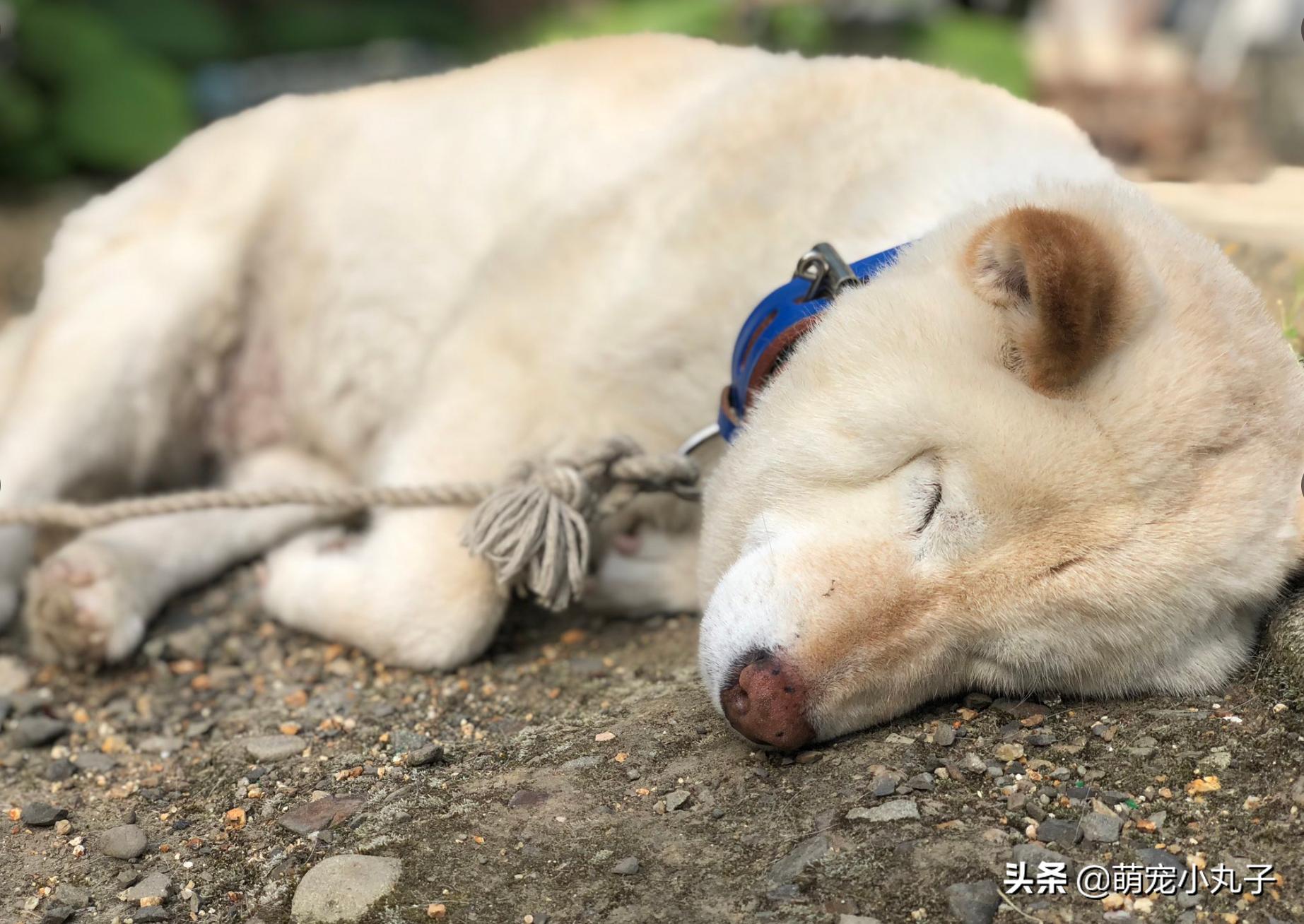 狗狗不小心被蝮蛇咬了，脸肿成包子，网友一看照片全笑歪