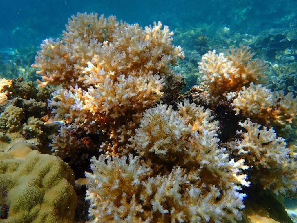 帕劳归来不看海谁说的,帕劳归来不看海