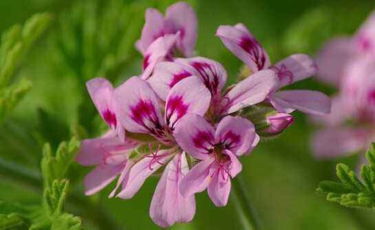 天竺葵香氛精油,玫瑰天竺葵精油魅力