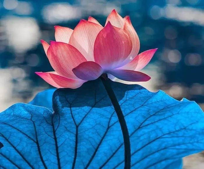 一首经典古诗词书法作品,十三言诗13首书法