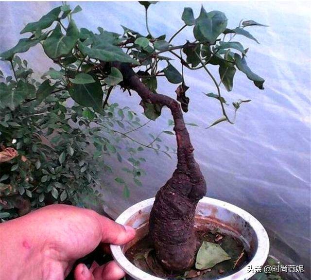 中国十大中药盆景,什么中药盆景越养越值钱