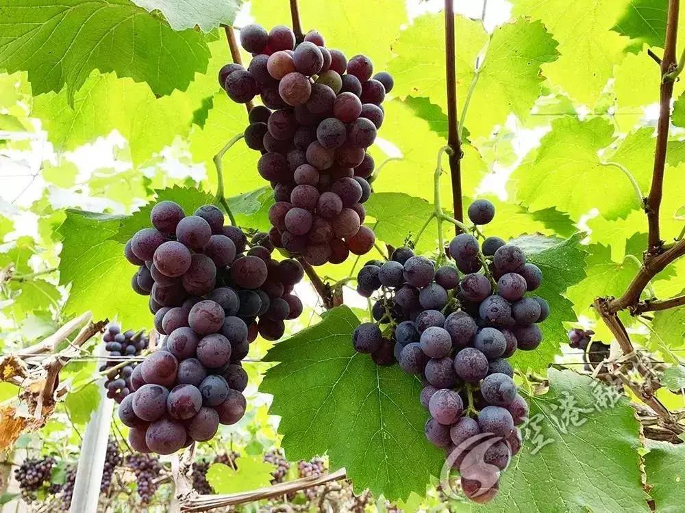 初夏时节果飘香采摘尝鲜正当时,红提采摘园