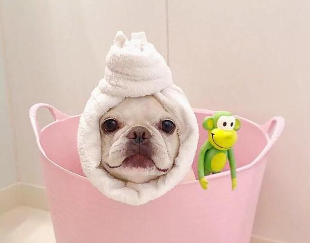 英国斗牛犬太臭了怎么办,法国斗牛犬怎么养才不臭