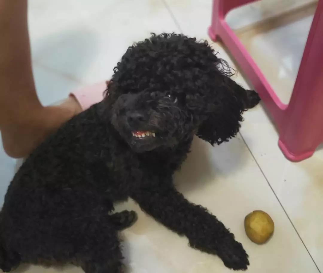 铲屎的都是因为啥和狗吵架，原谅我笑出了声