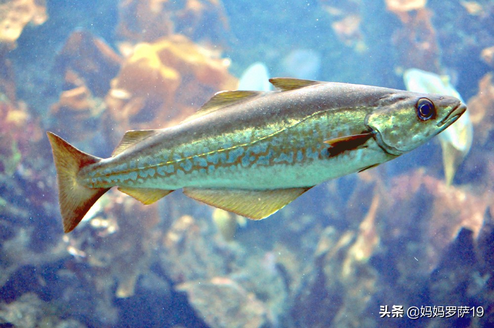 朝鲜经济是怎么循环的,朝鲜的传说有哪些