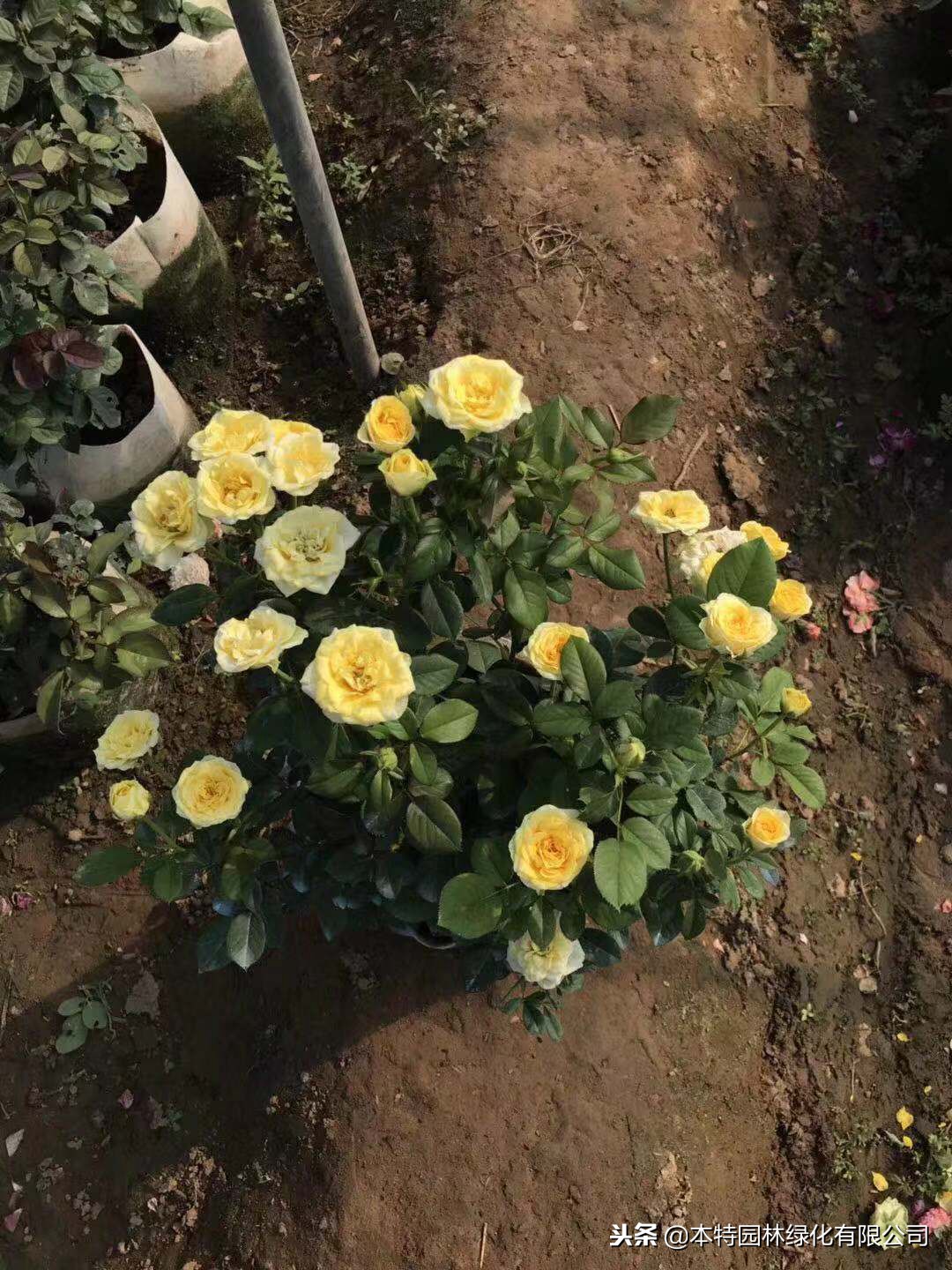 网上买的月季大苗好活吗,网购的月季大苗上盆要剪掉花苞吗