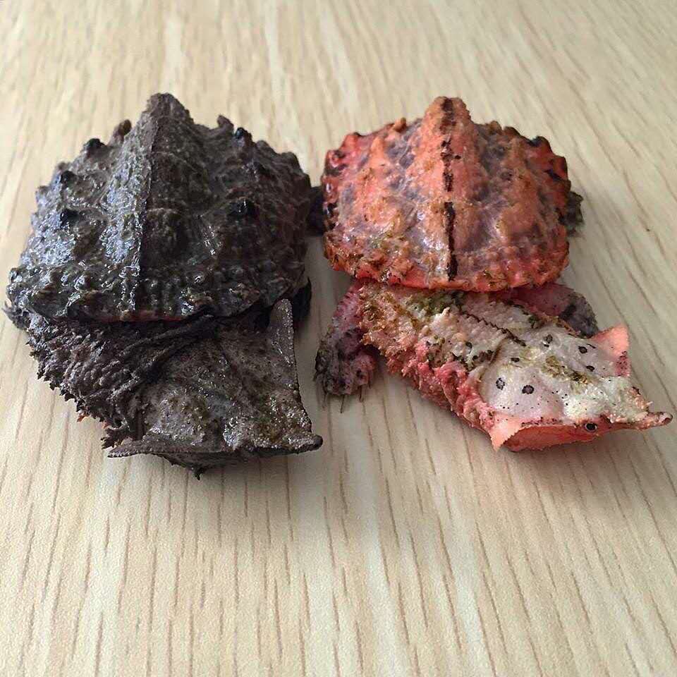 最常见的十种变异亚巨龟,乌龟玛塔龟图片