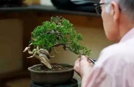 黑松盆景怎么养护和管理 (夏天如何给黑松叶片补水)