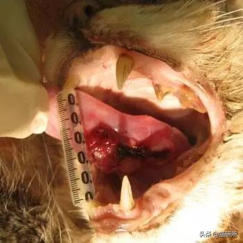 猫咪身上有小黑点怎么回事,猫咪毛里面有很小的小黑点是什么