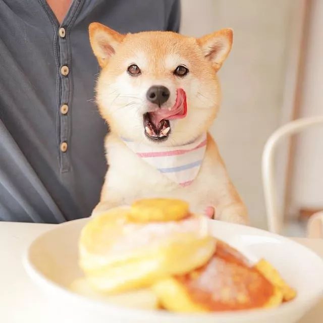 比人还会拍照的狗,简直萌炸朋友圈了