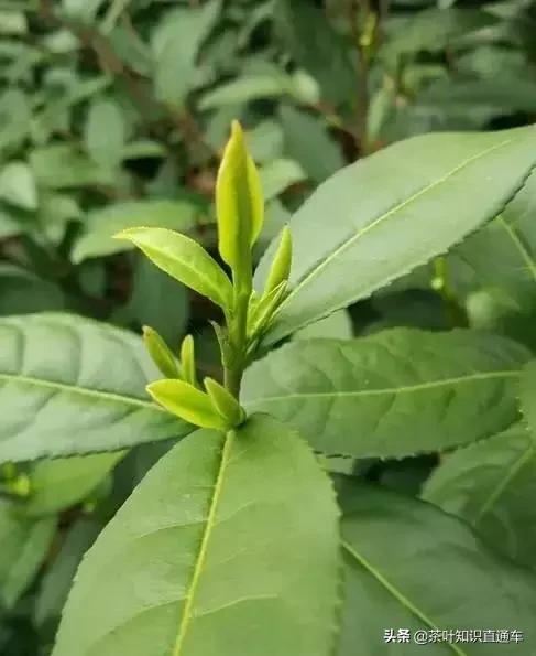 怎么辨别碧螺春的好坏,如何鉴别碧螺春的真伪和等级呢