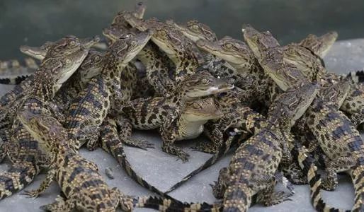 2019十大养殖品种图片,这两年最火的养殖品种