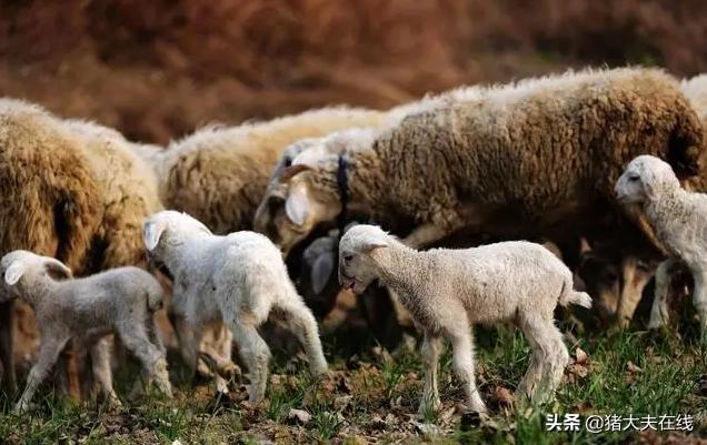 浅谈提高小尾寒羊繁殖率的6个技巧！