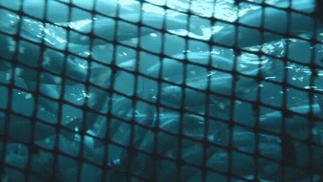 网箱养鱼死了,网箱养鱼生财之路