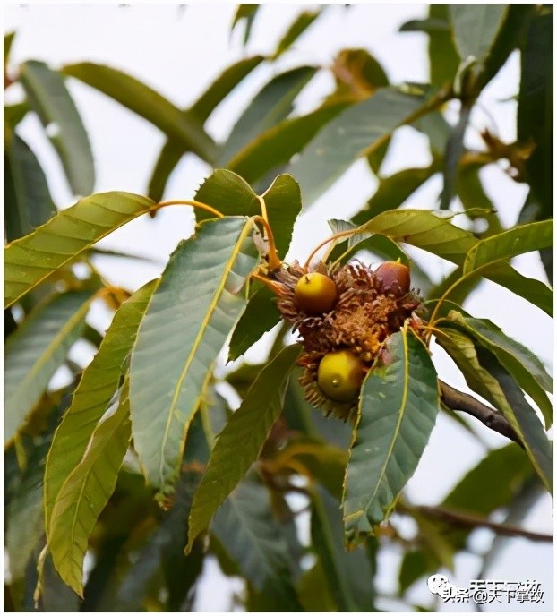东北林区野菜野果,牧区的一种野菜