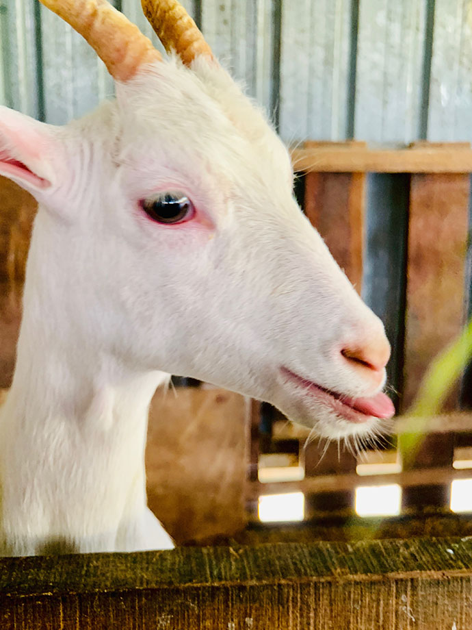 沙巴攻略详细介绍 (沙巴8天攻略)