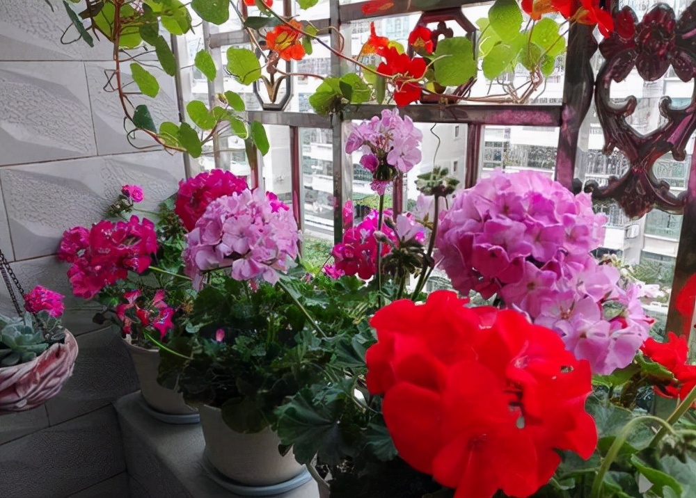 十月适合养什么花,十月现在季节养什么花不怕冷