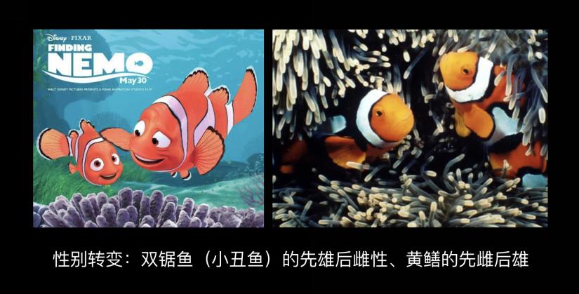 500万年后男性染色体会消失吗,未来男性会消失y染色体吗