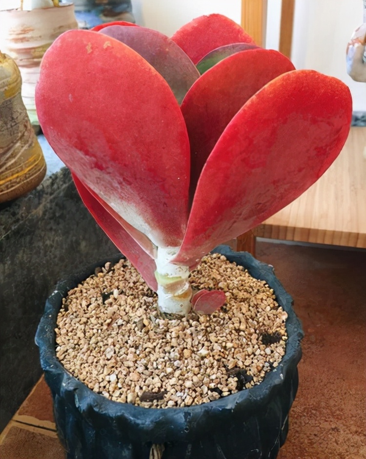 他养多肉10多年,总结出9个易出“高价老桩”的品种,适合新手