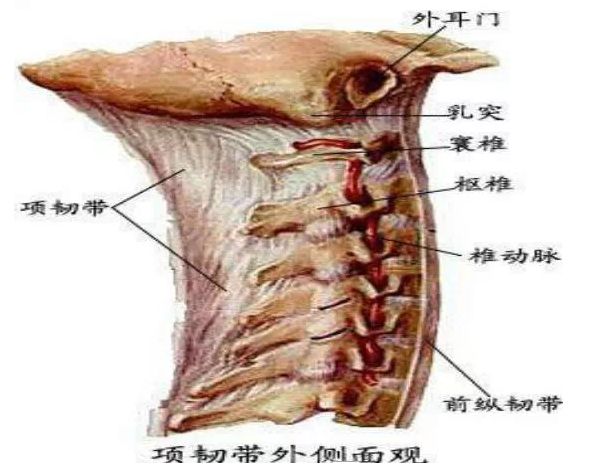 「第二十一期」林氏三道灸——养生小知识：项韧带扭伤