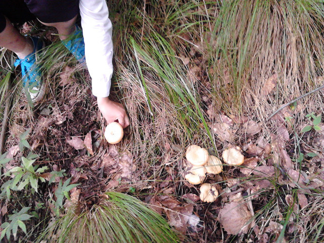 雨后山里长满了蘑菇,雨后野生菌疯长