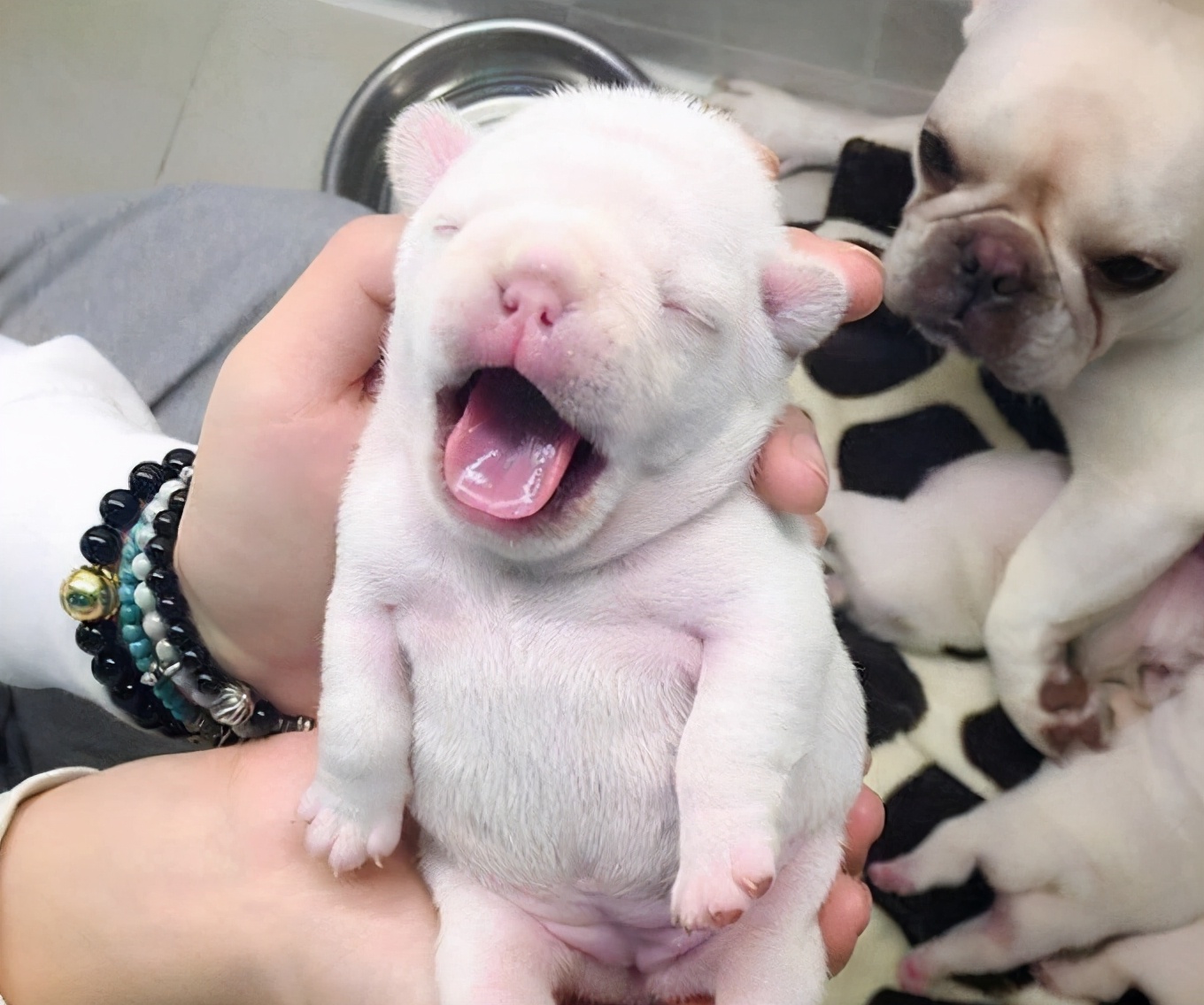 黑白花法斗怎么辨别纯不纯,虎斑法斗怎样区分纯与不纯