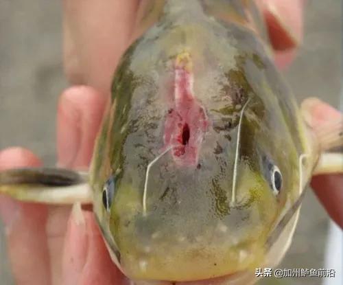 养殖黄颡鱼裂头病症状,黄颡鱼鳃部病变如何处理