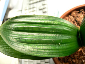 君子兰叶片宽窄不一样,君子兰叶子长棱不平坦是什么问题