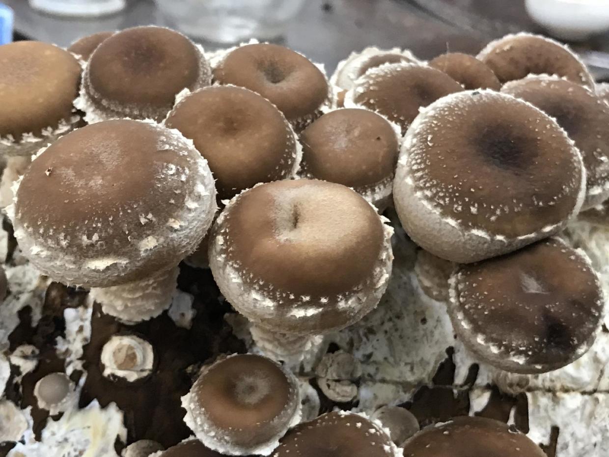 在家养可以吃的蘑菇,喜欢吃蘑菇和西兰花