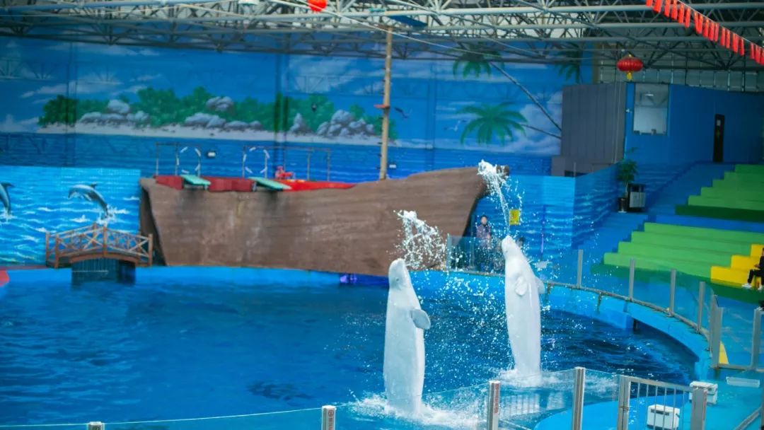 海洋剧场秀、丛林萌宠乐园、风车向阳花，昆明热闹新春，属于它