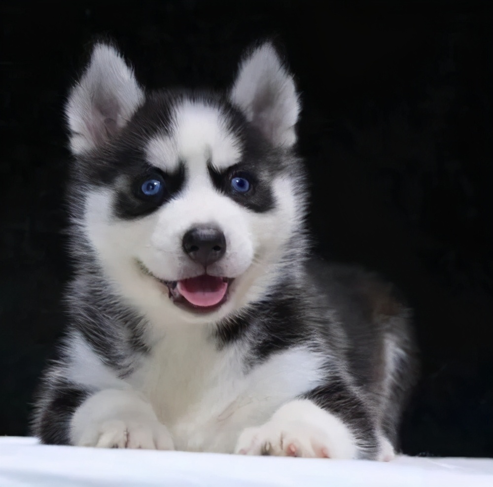 狗狗颜值排行榜你家狗子上榜了吗,狗界颜值排行萨摩耶