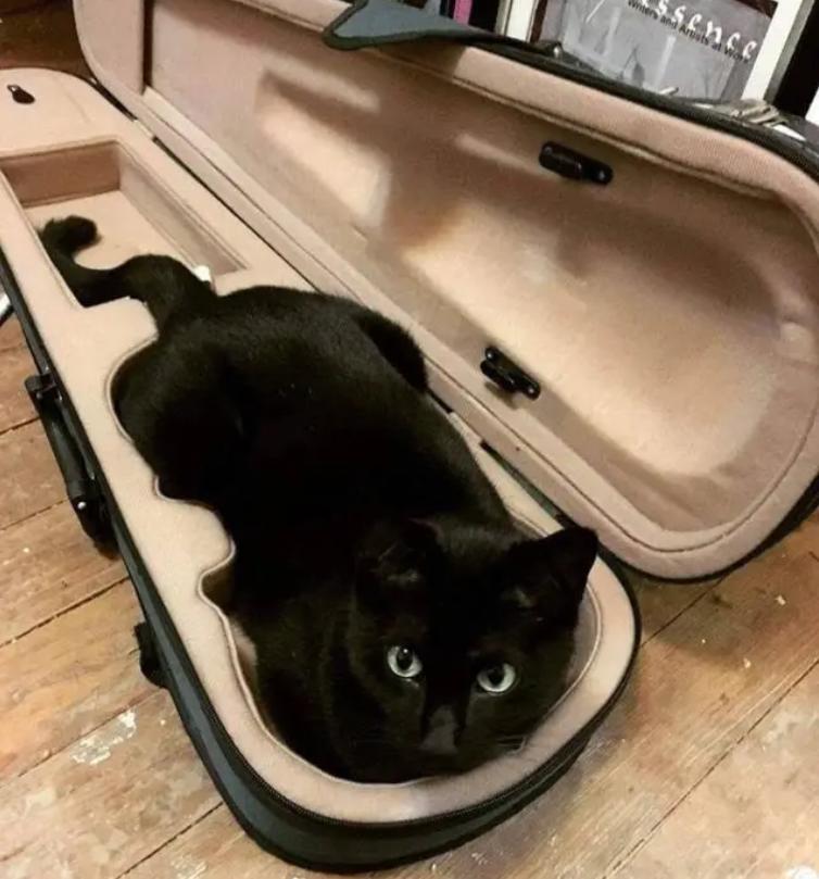 奇怪的知识增加了！猫咪简直就是液体做的