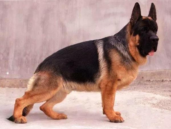 我的狗情结（三）