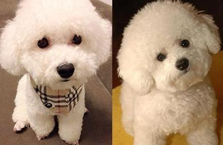 比熊犬泪痕严重怎么调理,比熊犬泪痕很严重怎么办