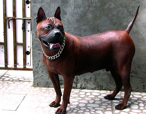 中国本土猎犬犬种有哪些,川东猎犬杂交广西猎犬