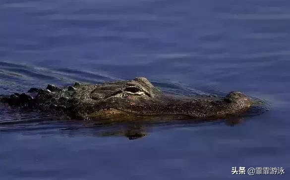 公开水域怎么游,公开水域游泳为什么游偏