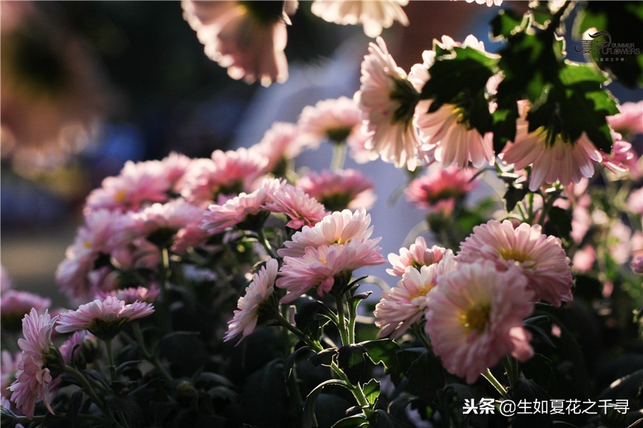 东湖公园菊花展今天还有开放吗,深圳东湖公园菊花展图片