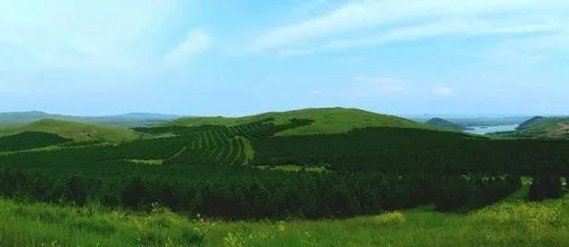 中国三北植树造林,中国植树造林工程