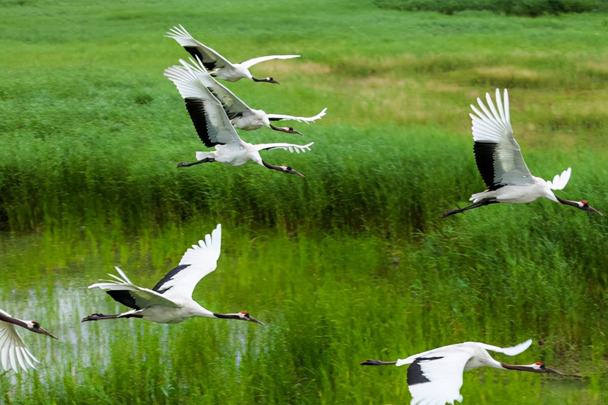 为什么美国国鸟是白头鹰,美国的国鸟和日本的国家鸟谁厉害
