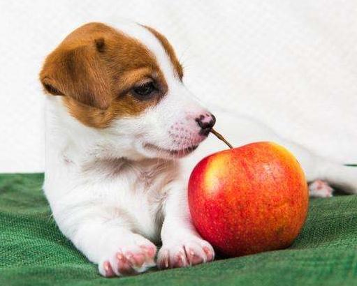 怎么引导狗狗吃水果蔬菜,狗狗吃东西注意事项