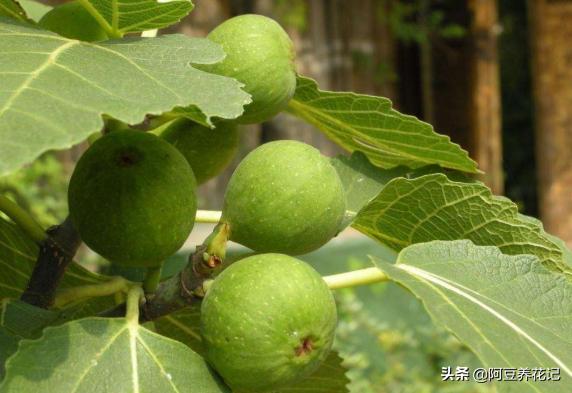 无花果适合家里养,无花果家养讲究