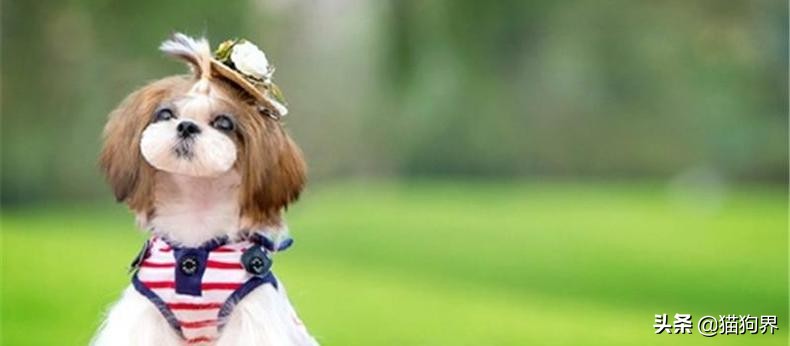 狗狗为什么喜欢吃糖,狗狗能吃糖吗吃了糖会怎么样