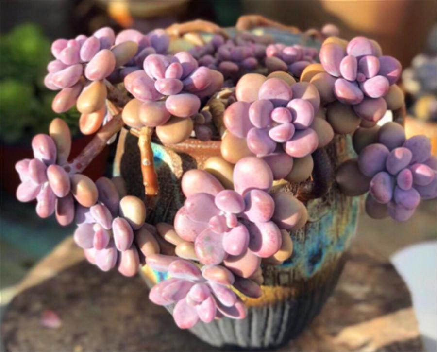 桃蛋夏天怎么养爆盆,夏天桃蛋怎么养才不死