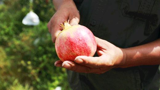 突尼斯软籽石榴和普通石榴哪个好,口感超级好的突尼斯软籽石榴