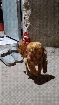 有时候“沙雕”好像不分是人还是其他生物！