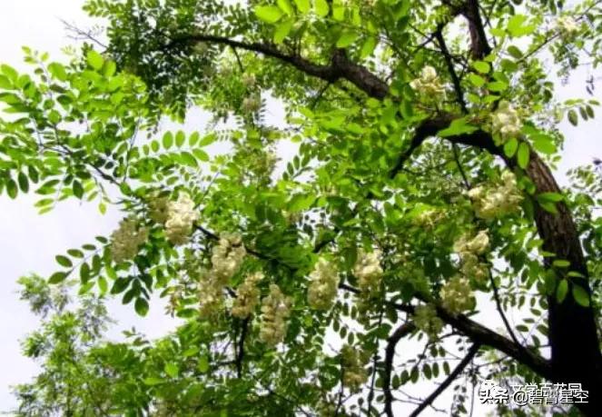 故事：新传奇，槐花雨，那就是娘可怜的泪呀