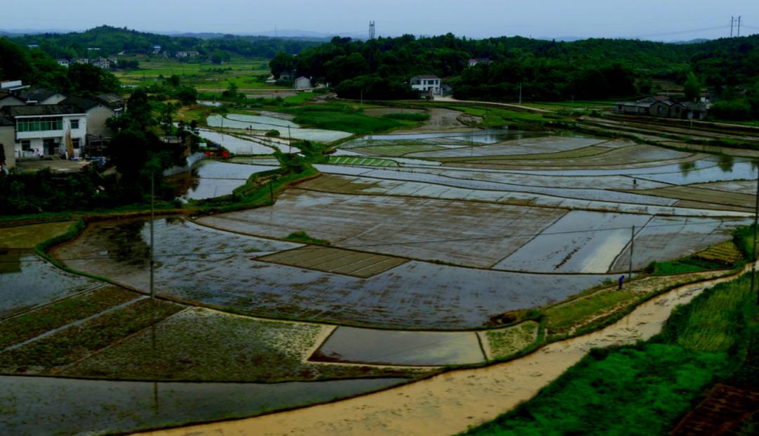 水蛭在人体吸血有毒吗,水蛭被吃进肚子里会存活吗