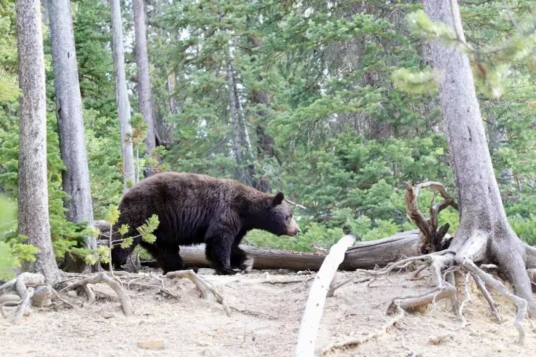 他一人一车环游五大洲，遭连环抢劫，却看见最美的风景