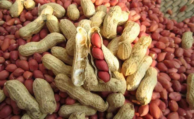 花生为什么叫番豆,花生豆为何叫花生米